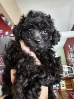 Puppy 1 F, a female Poodle - Toy  for sale in Orting, WA – 5 of 10