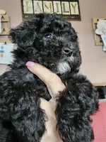 Puppy 3 F, a female Poodle - Toy  for sale in Orting, WA – 2 of 10