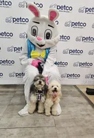 Puppy 3 F, a female Poodle - Toy  for sale in Orting, WA – 10 of 10