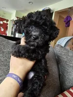 Puppy 2 F , a female Poodle - Toy  for sale in Orting, WA – 4 of 10