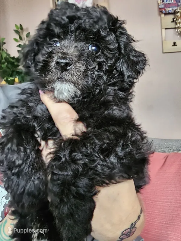 Puppy 3 F – Poodle - Toy  puppy for sale in Orting, WA