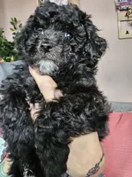 Puppy 3 F, a female Poodle - Toy  for sale in Orting, WA – 1 of 10