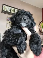 Puppy 3 F, a female Poodle - Toy  for sale in Orting, WA – 3 of 10