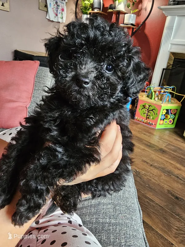 Puppy 2 F  – Poodle - Toy  puppy for sale in Orting, WA