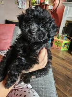 Puppy 2 F , a female Poodle - Toy  for sale in Orting, WA – 1 of 10