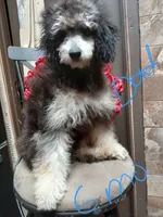 Puppy 3 F, a female Poodle - Toy  for sale in Orting, WA – 9 of 10