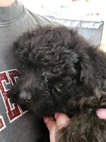 Puppy 5 M, a male Poodle - Toy  for sale in Orting, WA – 4 of 10