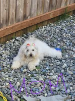 Puppy 3 F, a female Poodle - Toy  for sale in Orting, WA – 7 of 10