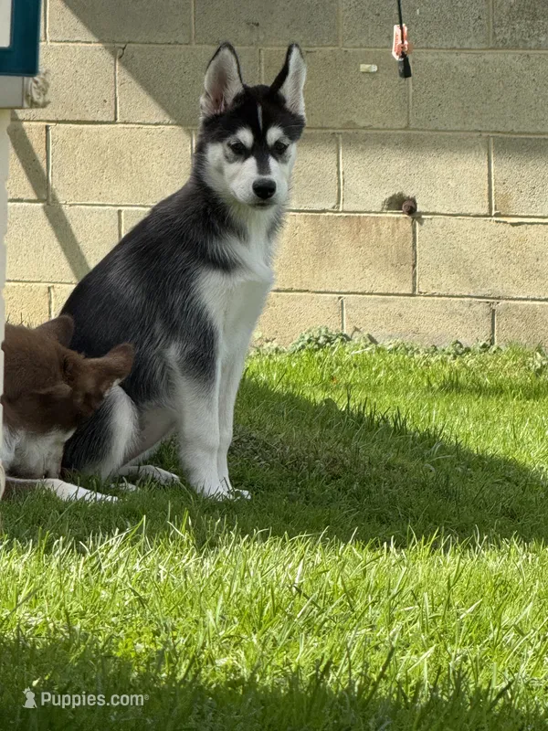 Mia – Siberian Husky puppy for sale in Rural Valley, PA