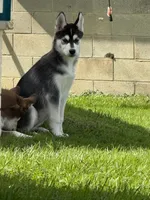 Mia, a female Siberian Husky for sale in Rural Valley, PA – 1 of 6