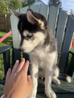 Mia, a female Siberian Husky for sale in Rural Valley, PA – 3 of 6