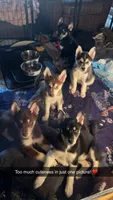 Mia, a female Siberian Husky for sale in Rural Valley, PA – 6 of 6
