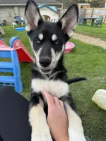 Dom, a male Siberian Husky for sale in Rural Valley, PA – 7 of 8