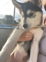 Mia, a female Siberian Husky for sale in Rural Valley, PA – 4 of 6