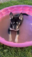 Dom, a male Siberian Husky for sale in Rural Valley, PA – 3 of 8