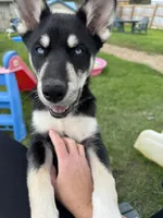 Dom, a male Siberian Husky for sale in Rural Valley, PA – 6 of 8