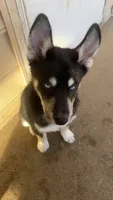 Dom, a male Siberian Husky for sale in Rural Valley, PA – 2 of 8