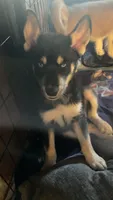 Dom, a male Siberian Husky for sale in Rural Valley, PA – 4 of 8