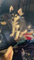 Mia, a female Siberian Husky for sale in Rural Valley, PA – 2 of 6