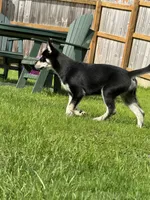 Dom, a male Siberian Husky for sale in Rural Valley, PA – 8 of 8