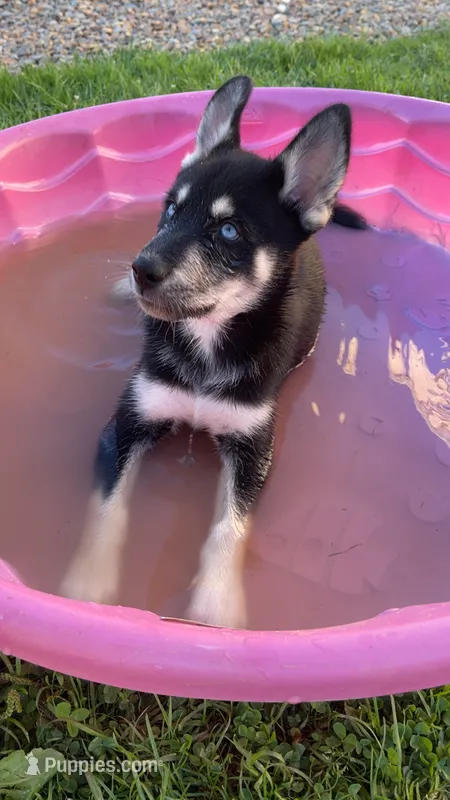 Dom – Siberian Husky puppy for sale in Rural Valley, PA