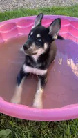 Dom, a male Siberian Husky for sale in Rural Valley, PA – 1 of 8