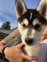 Mia, a female Siberian Husky for sale in Rural Valley, PA – 5 of 6