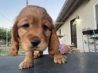 Princess, a female Cocker Spaniel for sale in Tucson, AZ – 2 of 5