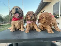 Princess, a female Cocker Spaniel for sale in Tucson, AZ – 5 of 5
