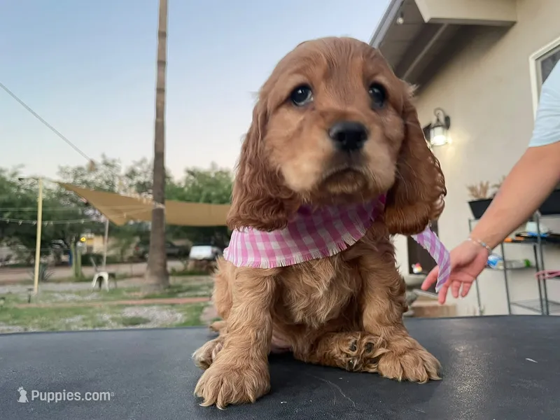 Princess – Cocker Spaniel puppy for sale in Tucson, AZ