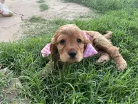 Princess, a female Cocker Spaniel for sale in Tucson, AZ – 4 of 5