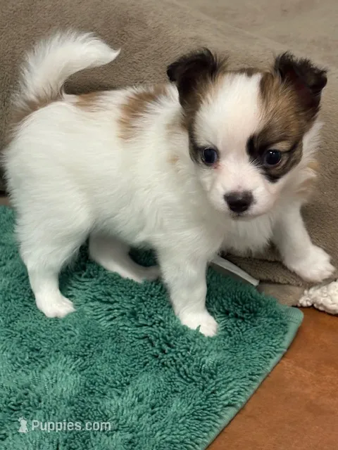 Louie – Papillon puppy for sale in Tiskilwa, IL