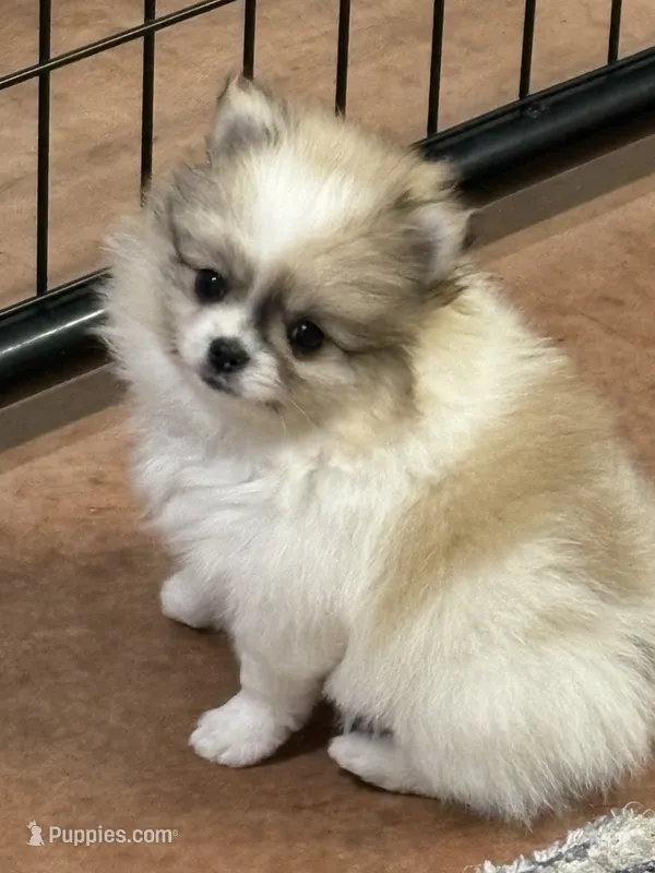 Blarney – Pomeranian puppy for sale in Tiskilwa, IL