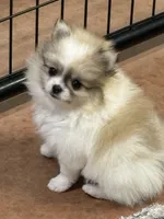 Blarney, a male Pomeranian for sale in Tiskilwa, IL – 7 of 8