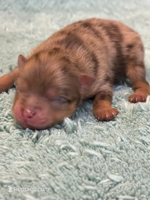 Nacho – Pomeranian puppy for sale in Tiskilwa, IL