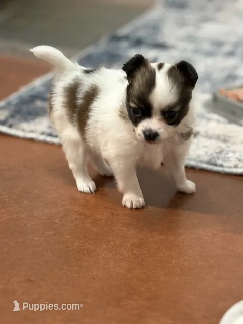 Lexi – Papillon puppy on hold in Tiskilwa, IL