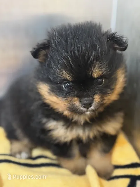 Champion Lineage!! – Pomeranian puppy for sale in Tiskilwa, IL