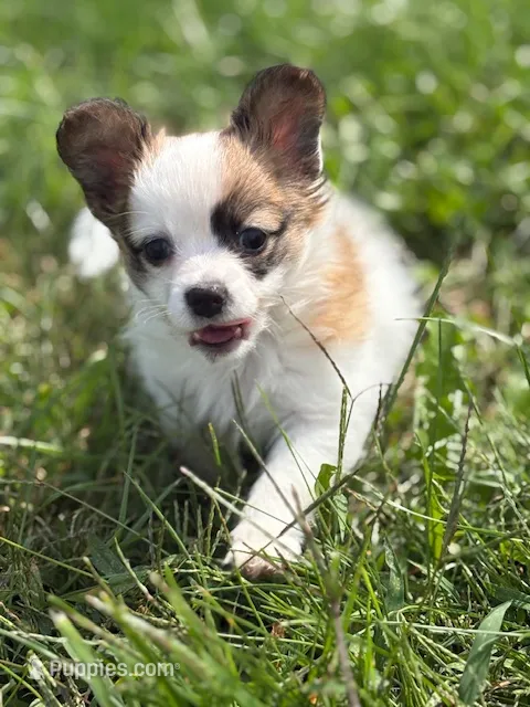 Louie, a male Papillon for sale in Tiskilwa, IL – 1 of 7