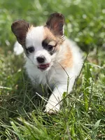 Louie, a male Papillon for sale in Tiskilwa, IL – 1 of 7