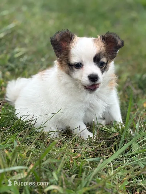 Louie – Papillon puppy for sale in Tiskilwa, IL