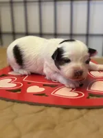 processed/ab9ad9db-4dad-4ab9-9670-65c0f6f79d9a/listing/092559a2-e6d1-4ee7-9599-91dabbb49f8d/3568aa4b-cb0f-41cf-92f0-214d45de2642