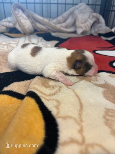 Louie – Papillon puppy for sale in Tiskilwa, IL