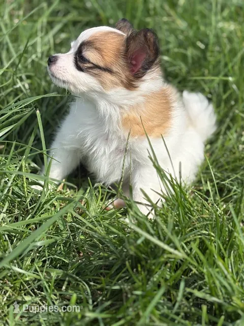Louie – Papillon puppy for sale in Tiskilwa, IL