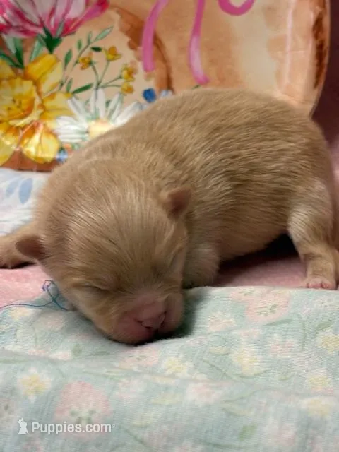 Shammy – Pomeranian puppy for sale in Tiskilwa, IL