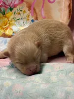 Shammy, a male Pomeranian for sale in Tiskilwa, IL – Photo 2 of 3