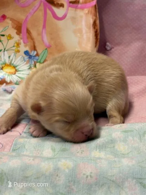 Shammy – Pomeranian puppy for sale in Tiskilwa, IL