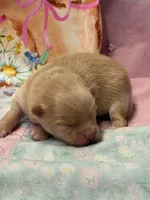 Shammy, a male Pomeranian for sale in Tiskilwa, IL – Photo 3 of 3