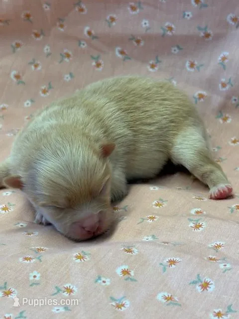 Shammy – Pomeranian puppy for sale in Tiskilwa, IL