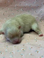 Shammy, a male Pomeranian for sale in Tiskilwa, IL – Photo 1 of 3