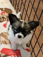 Jasper, a male Papillon for sale in Tiskilwa, IL – Photo 2 of 10